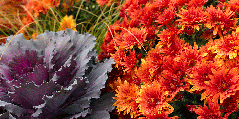 Royal-City-Nursery--Annuals-for-Autumn-in-Ontario-ornamental-kale-and-chrysanthemum