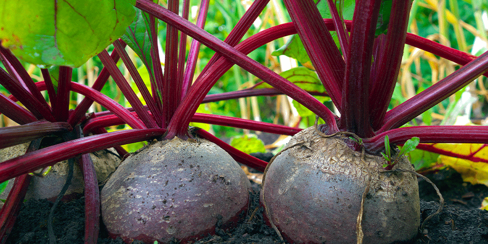 Royal-City-Nursery--Fall-Vegetable-Gardening-in-Guelph-beets-ready-for-harvest