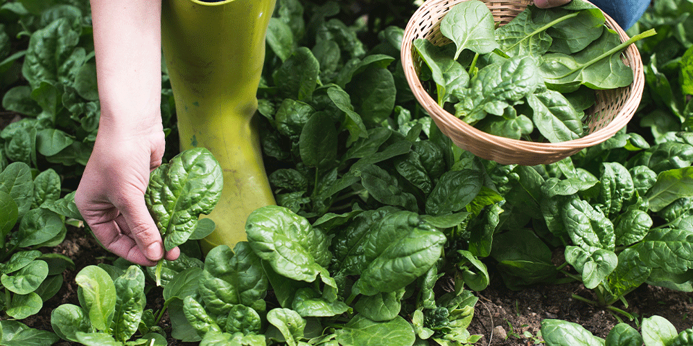 Royal-City-Nursery--Fall-Vegetable-Gardening-in-Guelph-harvesting-spinach-leaves