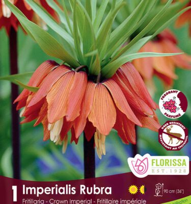 Royal City Nursery-Ontario-Top 10 Colourful Flower Bulbs-Fritillaria-Imperialis-Rubra
