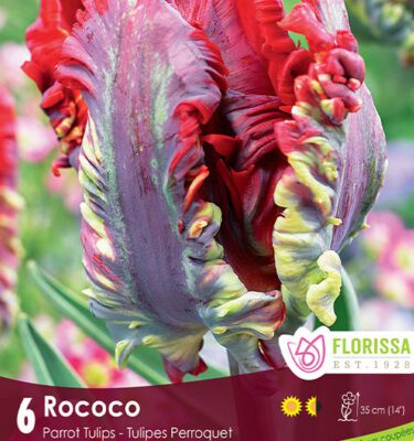 Royal City Nursery-Ontario-Top 10 Colourful Flower Bulbs--Tulip-Rococo