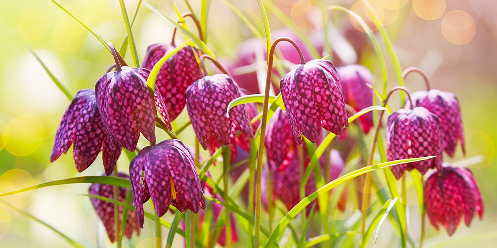 Royal City Nursery-Ontario-Top 10 Colourful Flower Bulbs-checkered lilies