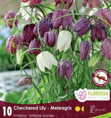 Royal City Nursery-Ontario-Top 10 Colourful Flower Bulbs-checkered lily