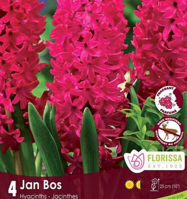 Royal City Nursery-Ontario-Top 10 Colourful Flower Bulbs-hyacinth jan bos
