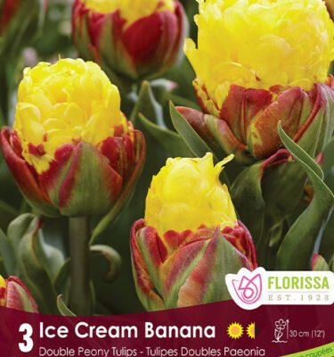 Royal City Nursery-Ontario-Top 10 Colourful Flower Bulbs-ice cream banana tulip