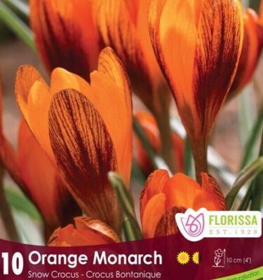 Royal City Nursery-Ontario-Top 10 Colourful Flower Bulbs-monarch crocus