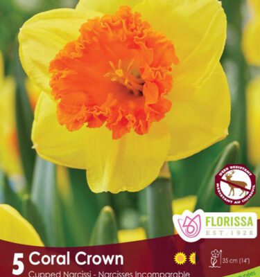 Royal City Nursery-Ontario-Top 10 Colourful Flower Bulbs-narcissi coral crown