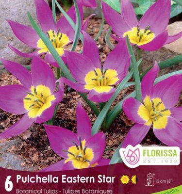 Royal City Nursery-Ontario-Top 10 Colourful Flower Bulbs-pulchella eastern star