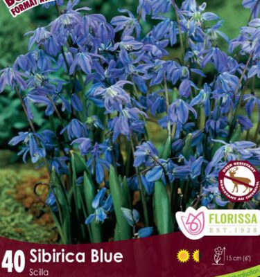Royal City Nursery-Ontario-Top 10 Colourful Flower Bulbs-scilla sibirica blue