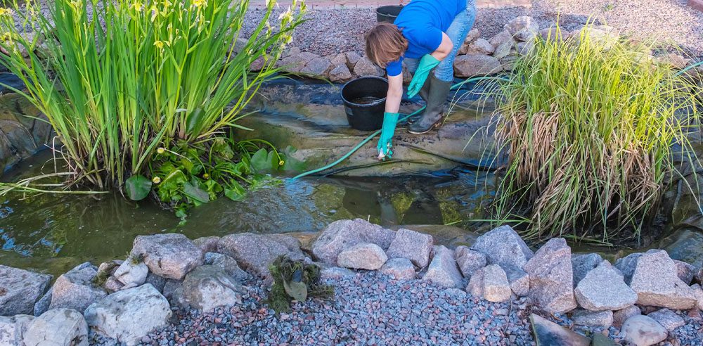 Royal City Nursery-Ontario-Fall Landscape Care Part 1-cleaning pond for upcoming winter