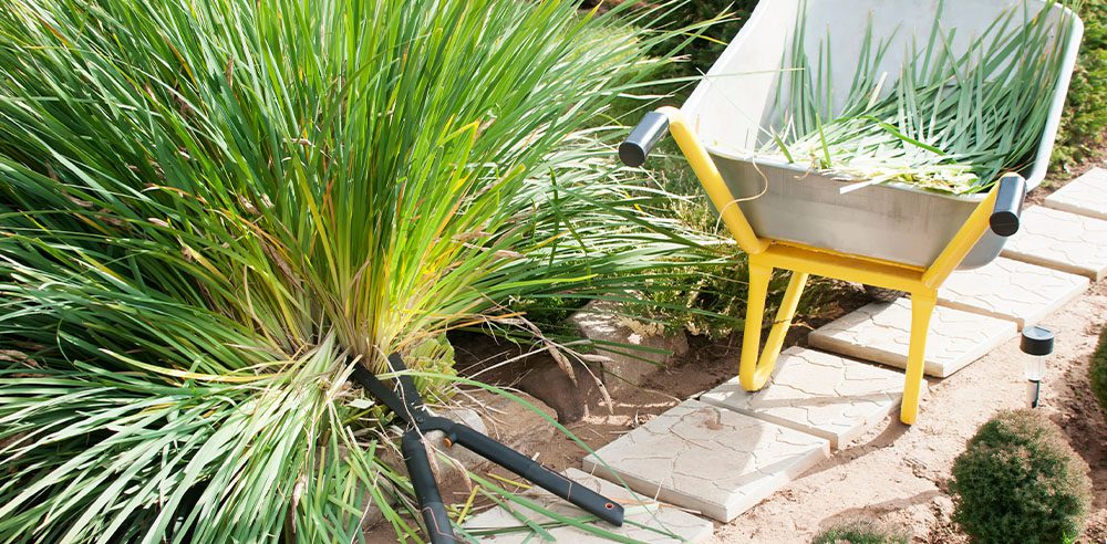 Royal City Nursery-Ontario-Fall Landscape Care Part 1-cutting back perennial plants