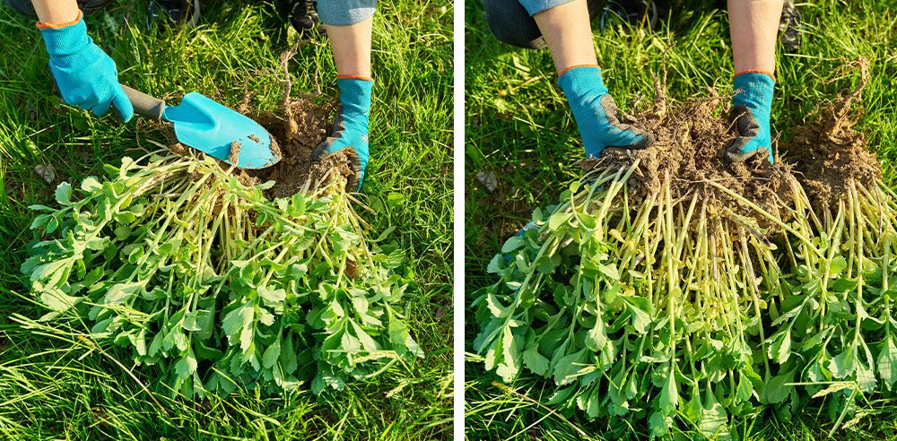 Royal City Nursery-Ontario-Fall Landscape Care Part 1-dividing perennial
