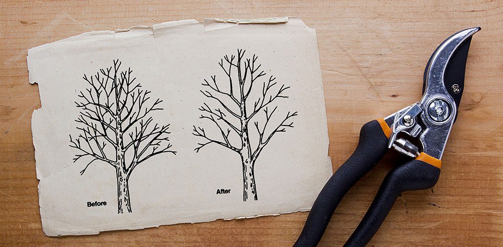 Royal City Nursery-Ontario-Fall Landscape Care Part 2-before and after pruning tree diagram