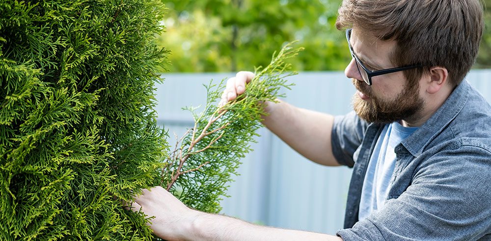 Royal City Nursery-Ontario-Fall Landscape Care Part 2-person inspecting evergreen tree