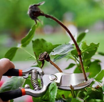 Royal City Nursery-Ontario-Fall Landscape Care Part 2-pruning expired rose