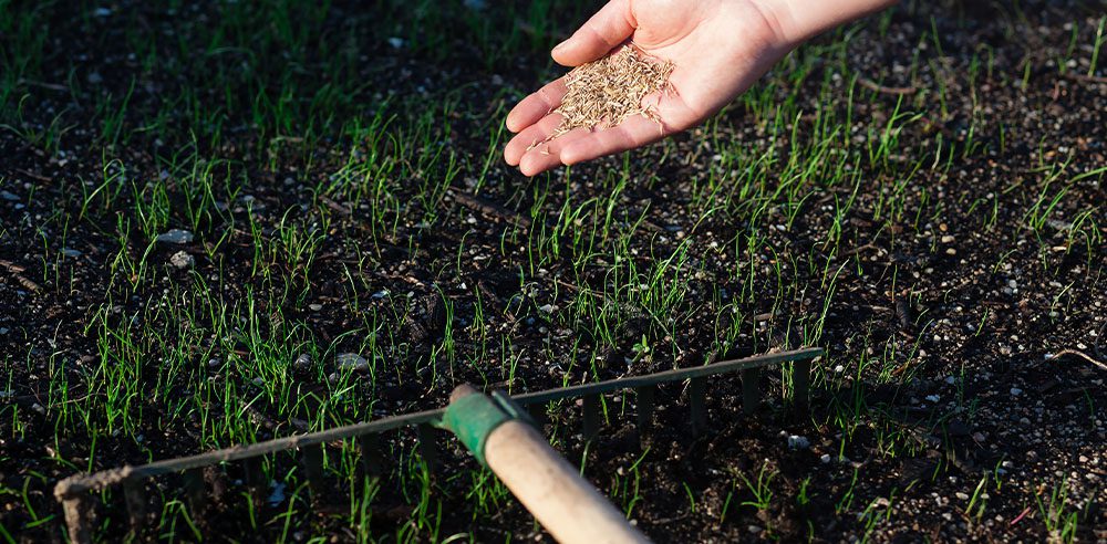Royal City Nursery-Ontario-Fall Landscape Care Part 3 Lawn Care-overseeding lawn seed