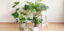 royal city nursery guelph how to care for our favourite tropicals