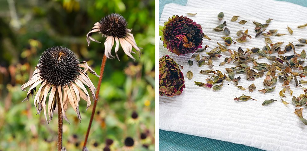 Royal City Nursery-Ontario-Harvesting and Storing Perennial Flower Seeds- echinacea and zinnia dried seed heads