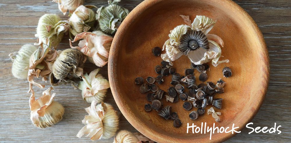 Royal City Nursery-Ontario-Harvesting and Storing Perennial Flower Seeds- hollyhock seeds