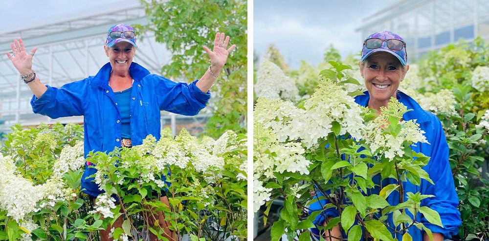 Royal City Nursery-Ontario-Perennials to Plant Before the Snow Flies-hydrangeas