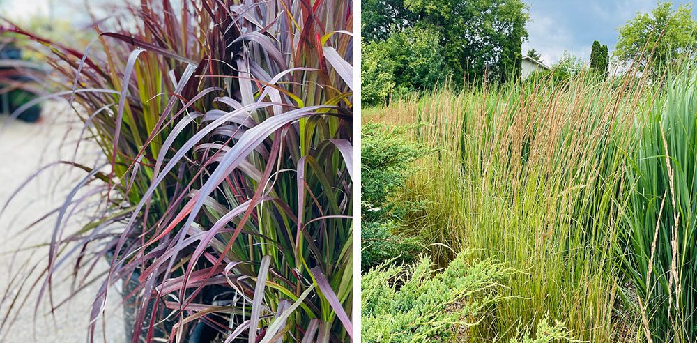 Royal City Nursery-Ontario-Perennials to Plant Before the Snow Flies-ornamental grasses