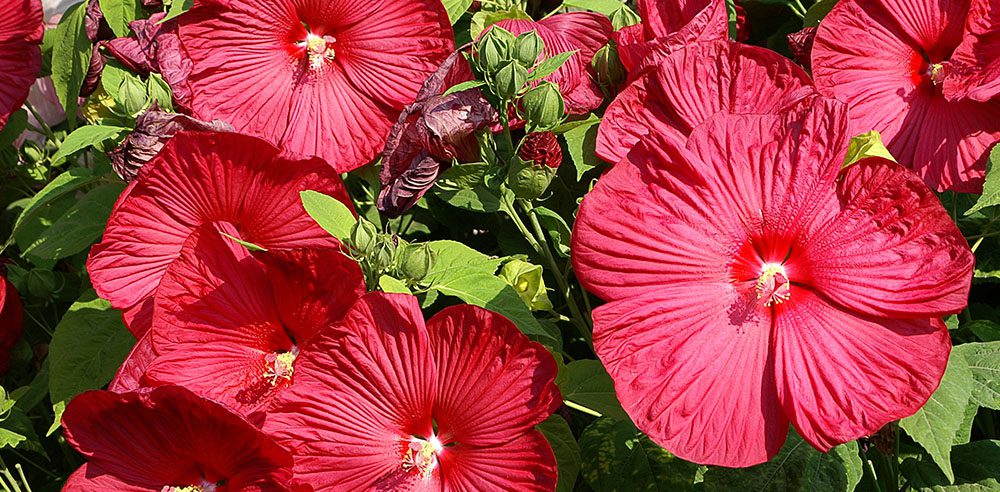 Royal City Nursery-Ontario-Perennials to Plant Before the Snow Flies-perennial hibiscus