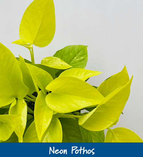 Royal City Nursery-Ontario-Pothos Care Guide-neon pothos
