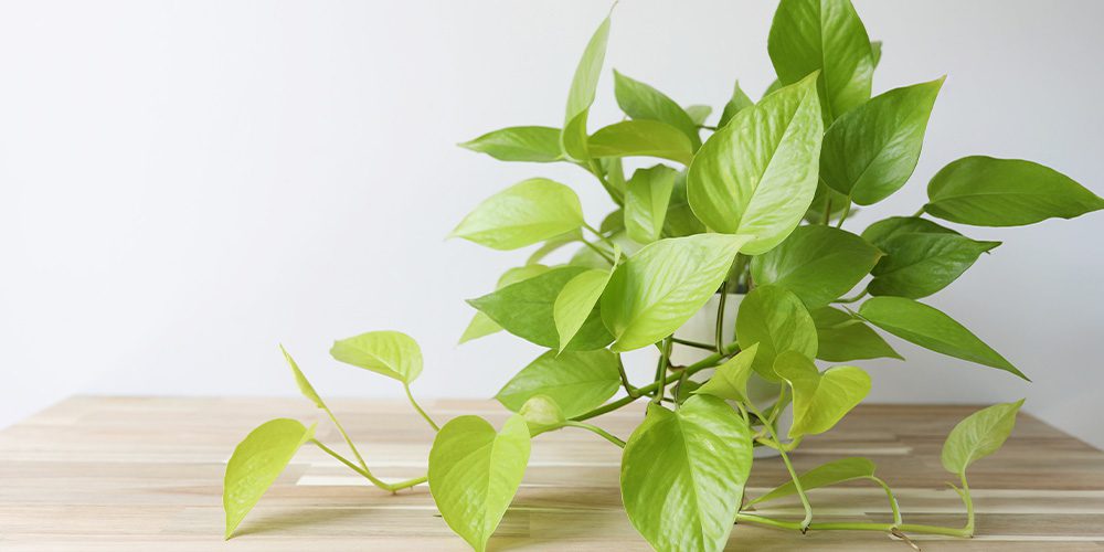 Royal City Nursery-Ontario- caring for pothos plant - neon pothos