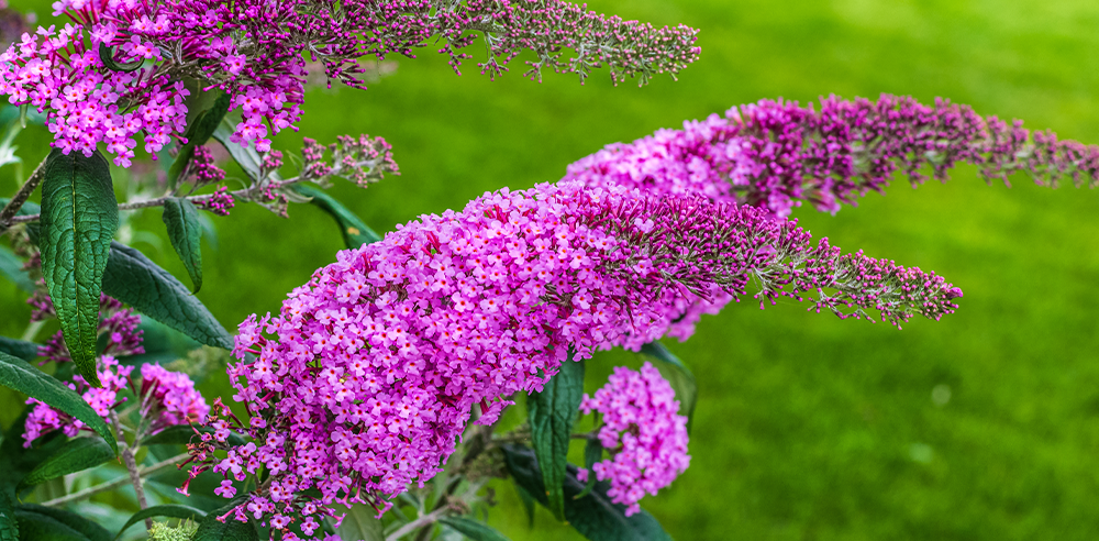 Royal City Nursery-Ontario-perennials to plant before the snow flies-butterfly bush