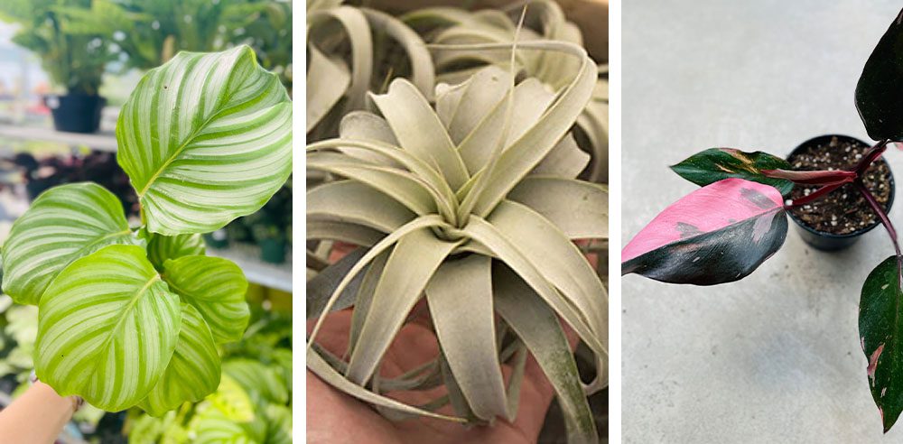 Royal City Nursery-Ontario-Gift Guide for 2022 -houseplants in stock