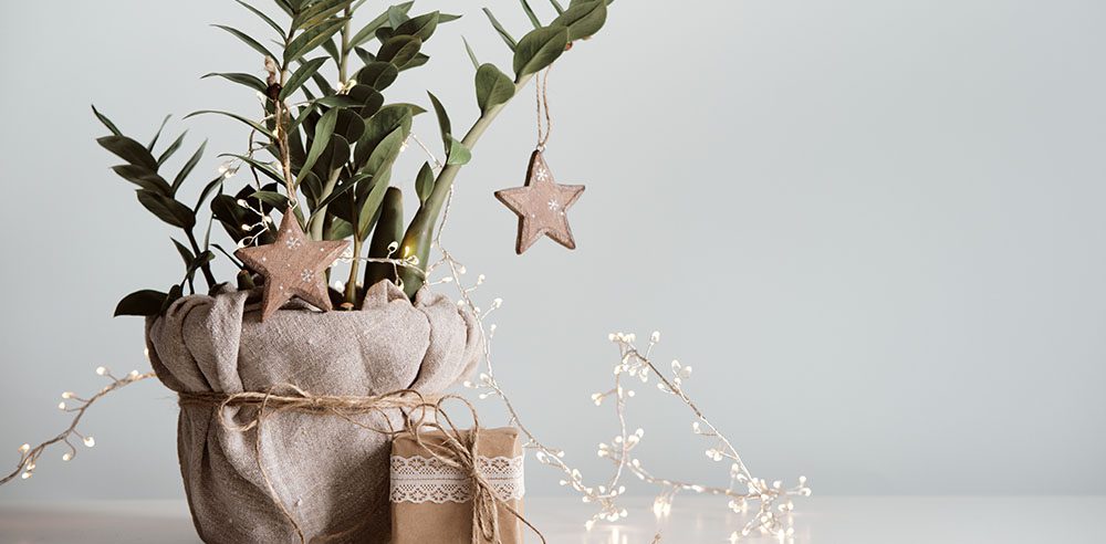 Royal City Nursery-Ontario-Gift Guide for 2022 -zz plant wrapping