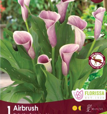 Calla Lily, Airbrush