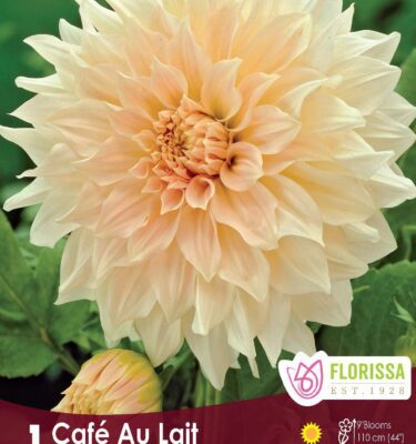 Dahlia, Dinnerplate, Cafe au Lait
