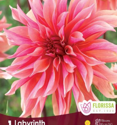 Dahlia, Dinnerplate, Labyrinth