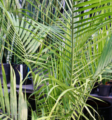 Palm, Majesty: Two 10" Plants