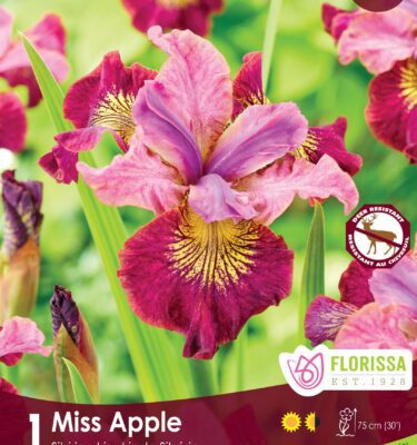 Iris Sibirica, Miss Apple