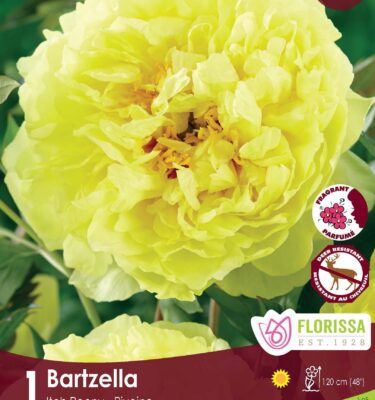 Peony, Itoh Bartzella