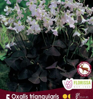 Oxalis Triangularis, Lucky Clover