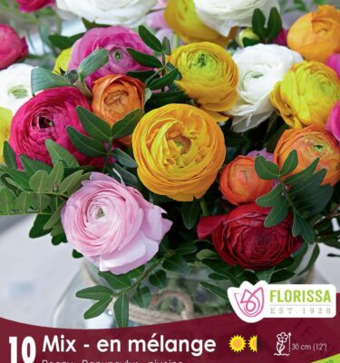Ranunculus, Mixed Peony