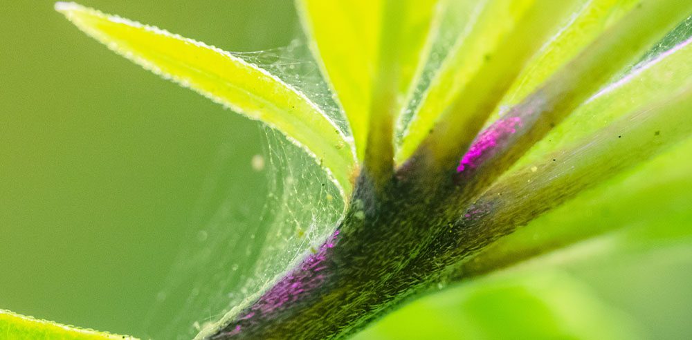 Royal City Nursery-Ontario-How to Cure a Grumpy Houseplant-spidermite webbing