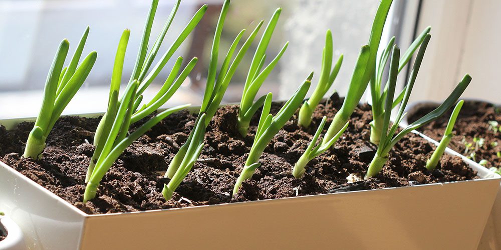 Royal City Nursery-Ontario-The Best Plants and Edibles to Grow in Your Kitchen-growing green onions