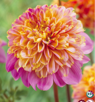 Dahlia, Anemone, Life Style