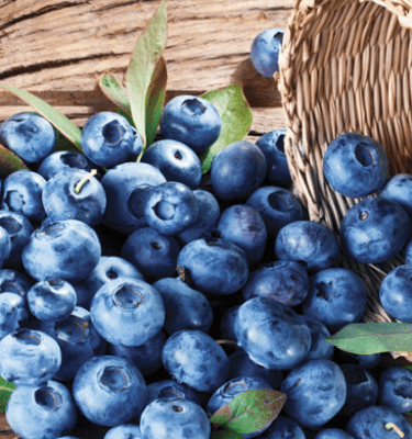 Blueberry, 'Northcountry'