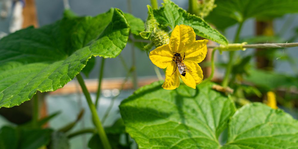 Royal City Nursery-Ontario-8 Reasons to Start Growing Your Own Food from Seed-cucumber flower pollinator