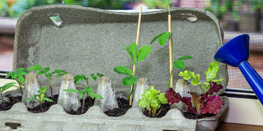 Royal City Nursery-Ontario-8 Reasons to Start Growing Your Own Food from Seed-egg carton seedlings