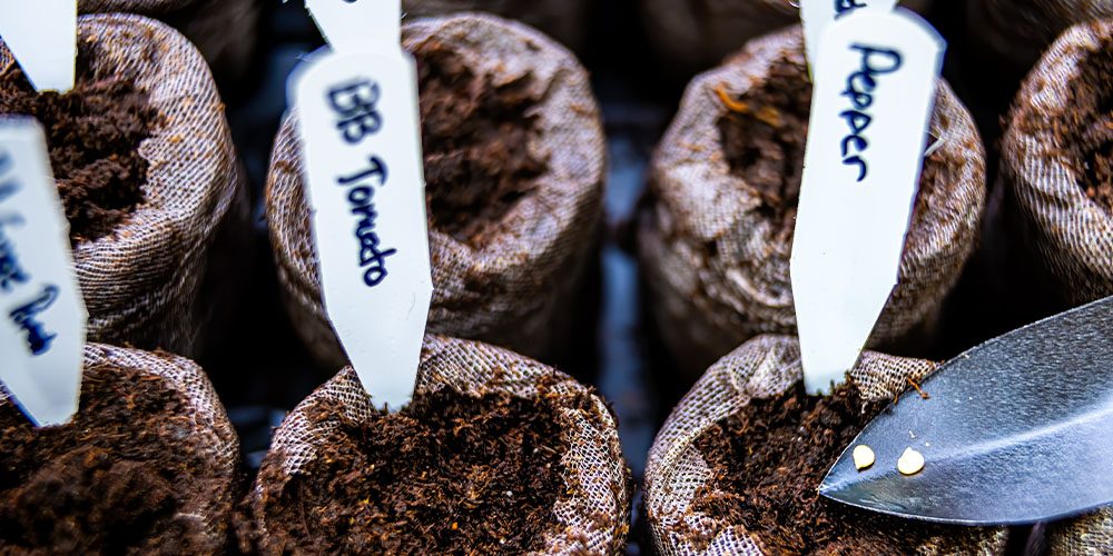 Royal City Nursery-Ontario-8 Reasons to Start Growing Your Own Food from Seed-seedlings