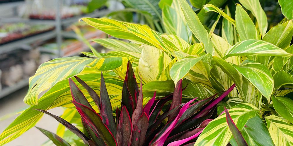 Royal City Nursery-Ontario-Incorporating Indoor Trees and Plants into Your Home Decor-coloured houseplants