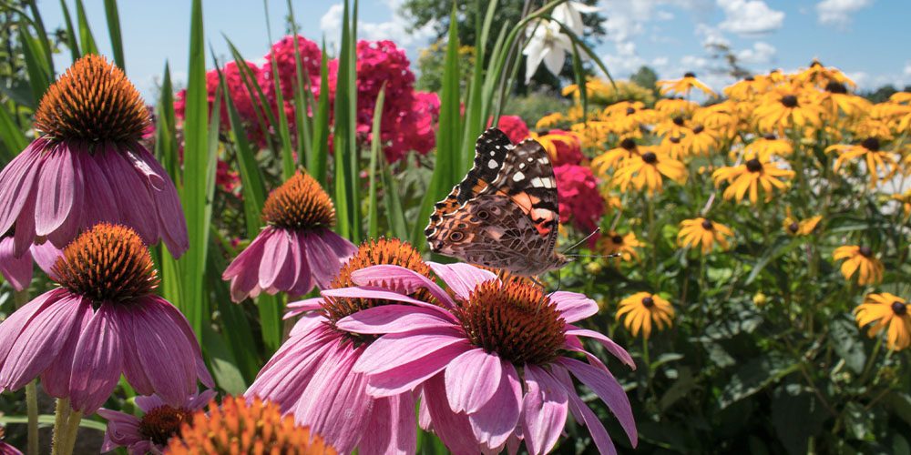 Royal City Nursery-Guelph-Ontario-Celebrate Our Earth Day Birthday-butterfly garden