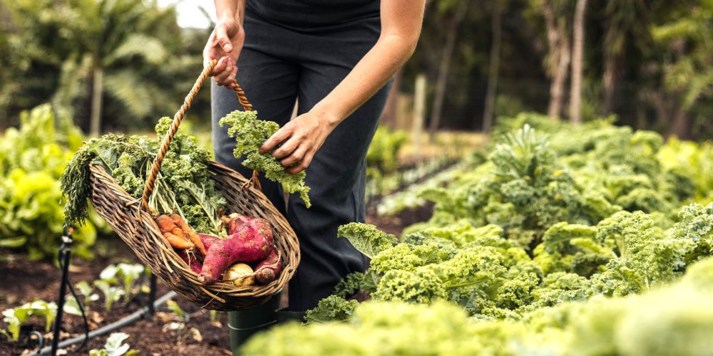 Royal City Nursery-Guelph-Ontario-Celebrate Our Earth Day Birthday-harvesting vegetables
