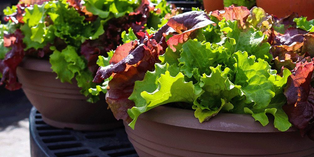 Royal City Nursery-Guelph-Ontario-Five Spring Edibles to Plant in Your Garden-lettuce bowls